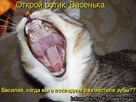 Открой ротик, Васенька. Василий, когда вы в последний раз чистили зубы??... Котоматрица: Открой ротик, Васенька. Василий, когда вы в последний раз чистили зубы??