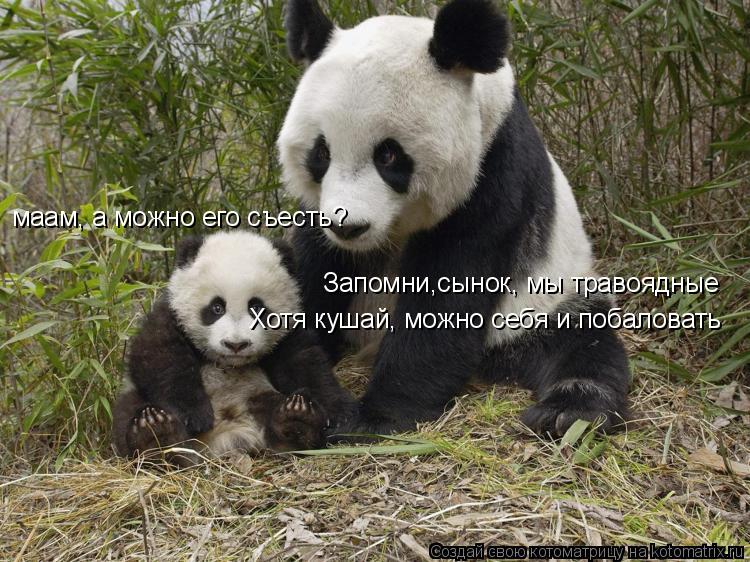 маам, а можно его съесть? Запомни,сынок, мы травоядные Хотя кушай, можно себя и побаловать... Котоматрица: маам, а можно его съесть? Запомни,сынок, мы травоядные Хотя кушай, можно себя и побаловать