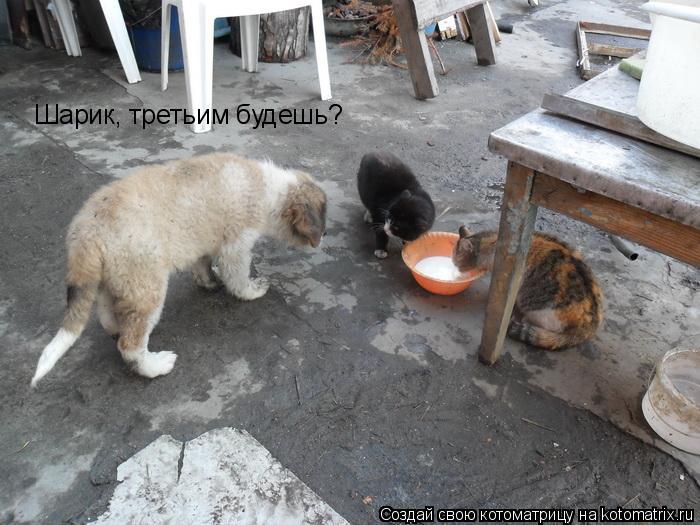 Шарик, третьим будешь?... Котоматрица: Шарик, третьим будешь?