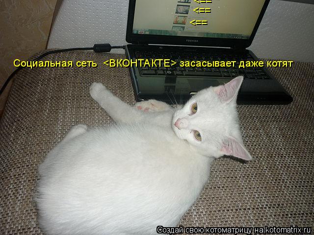 Социальная сеть <ВКОНТАКТЕ> засасывает даже котят <== <== <==... Котоматрица: Социальная сеть <ВКОНТАКТЕ> засасывает даже котят <== <== <==