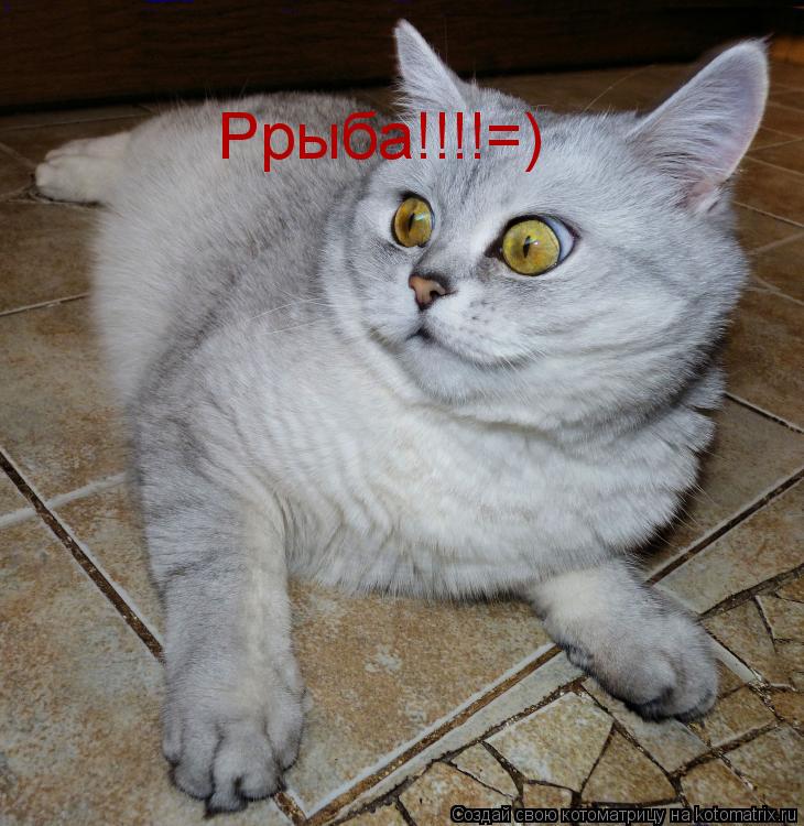 Ррыба!!!!=)... Котоматрица: Ррыба!!!!=)