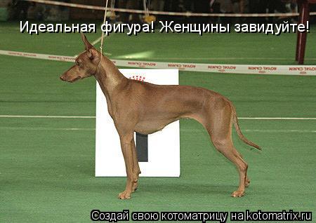 Идеальная фигура! Женщины завидуйте!... Котоматрица: Идеальная фигура! Женщины завидуйте!
