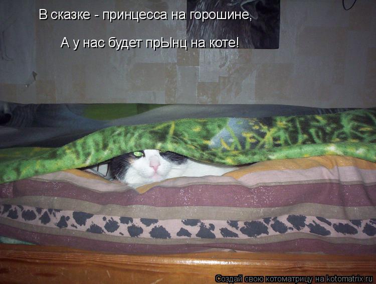 В сказке - принцесса на горошине, А у нас будет прЫнц на коте!... Котоматрица: В сказке - принцесса на горошине, А у нас будет прЫнц на коте!
