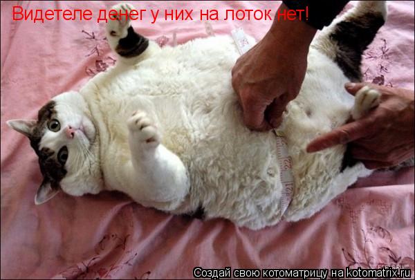 Видетеле денег у них на лоток нет!... Котоматрица: Видетеле денег у них на лоток нет!