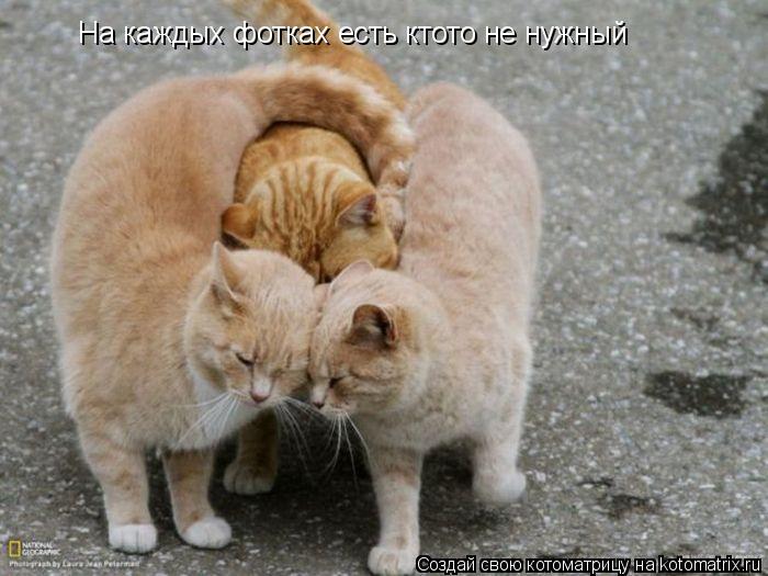На каждых фотках есть ктото не нужный... Котоматрица: На каждых фотках есть ктото не нужный