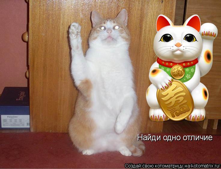 Найди одно отличие... Котоматрица: Найди одно отличие