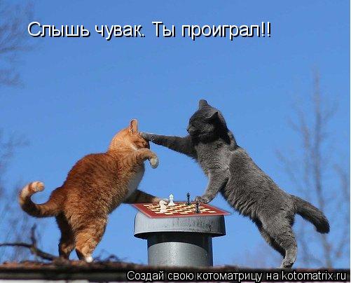 Слышь чувак. Ты проиграл!!... Котоматрица: Слышь чувак. Ты проиграл!!