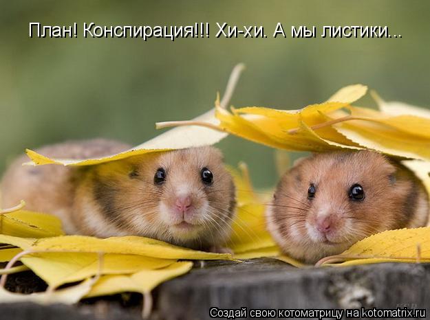 План! Конспирация!!! Хи-хи. А мы листики...... Котоматрица: План! Конспирация!!! Хи-хи. А мы листики...