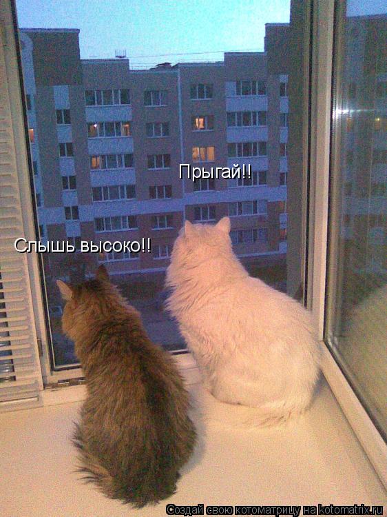 Слышь высоко!! Прыгай!!... Котоматрица: Слышь высоко!! Прыгай!!