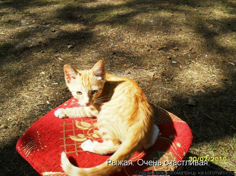 Рыжая. Очень счастливая.... Котоматрица: Рыжая. Очень счастливая.