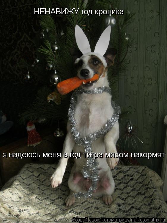НЕНАВИЖУ год кролика я надеюсь меня в год тигра мясом накормят... Котоматрица: НЕНАВИЖУ год кролика я надеюсь меня в год тигра мясом накормят