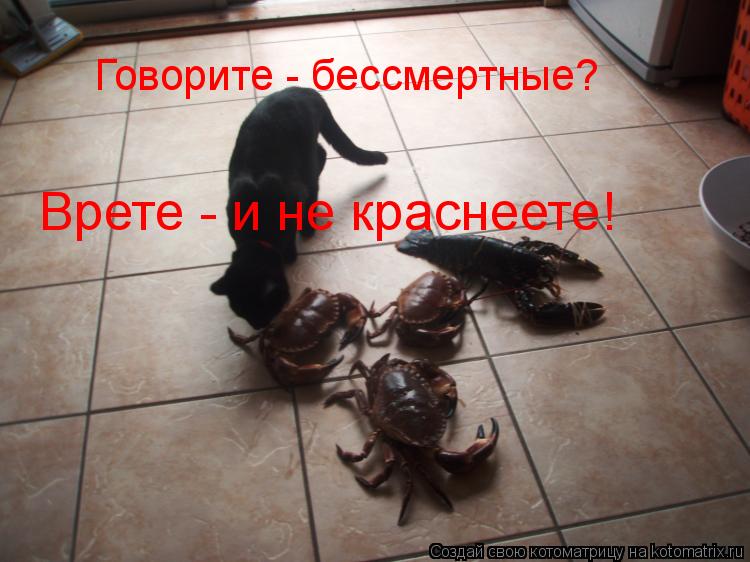 Говорите - бессмертные? Врете - и не краснеете!... Котоматрица: Говорите - бессмертные? Врете - и не краснеете!