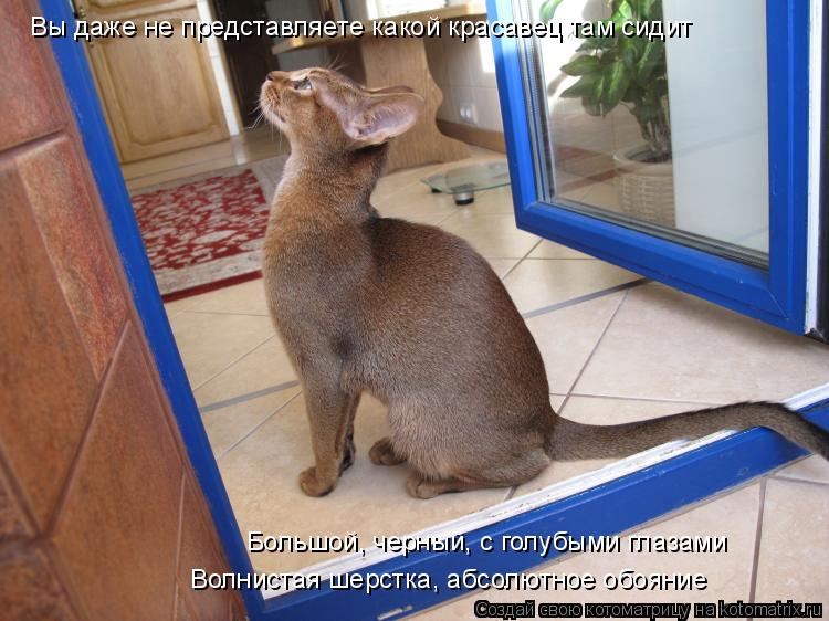 Вы даже не представляете какой красавец там сидит Большой, черный, с голубыми глазами Волнистая шерст... Котоматрица: Вы даже не представляете какой красавец там сидит Большой, черный, с голубыми глазами Волнистая шерстка, абсолютное обояние