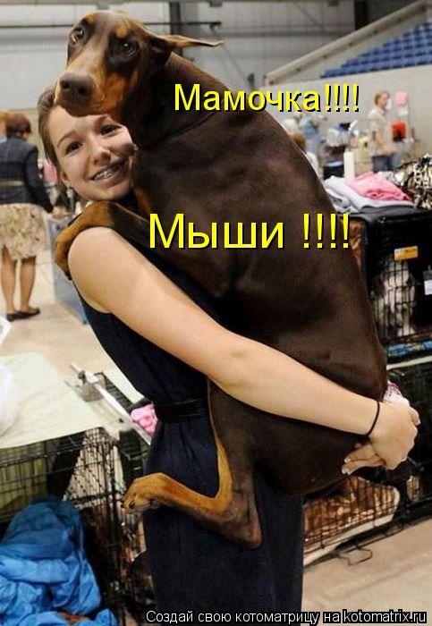 Мамочка!!!! Мыши !!!!... Котоматрица: Мамочка!!!! Мыши !!!!
