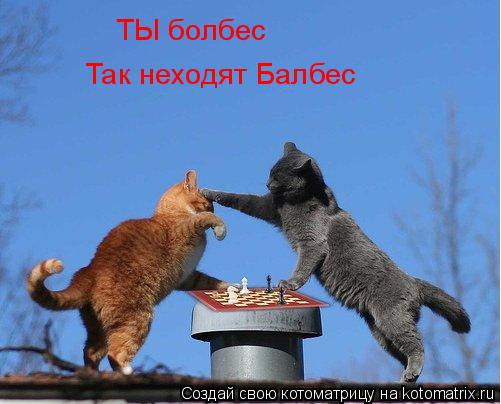 ТЫ болбес Так неходят Балбес... Котоматрица: ТЫ болбес Так неходят Балбес