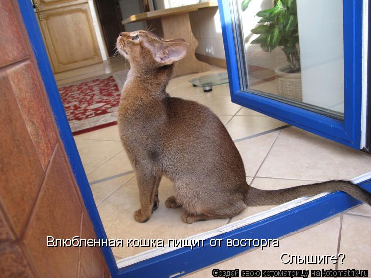 Влюбленная кошка пищит от восторга Слышите?... Котоматрица: Влюбленная кошка пищит от восторга Слышите?