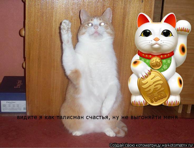 видите я как талисман счастья, ну не выгоняйти меня... Котоматрица: видите я как талисман счастья, ну не выгоняйти меня