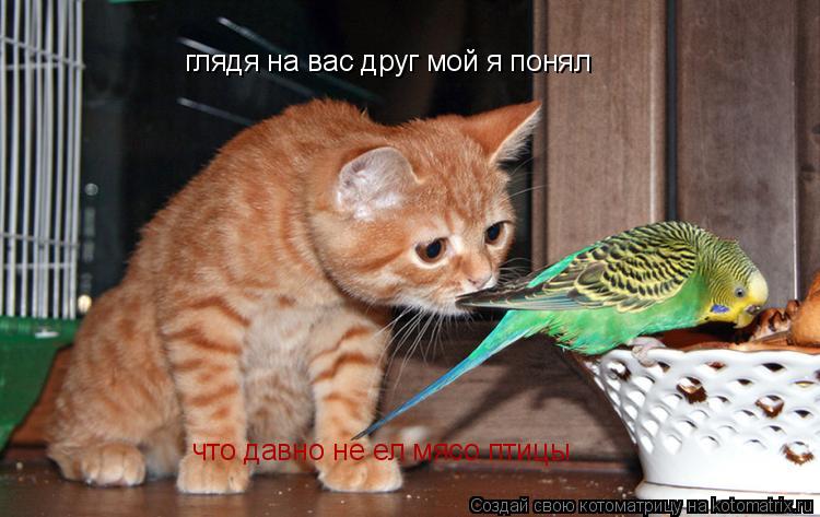 глядя на вас друг мой я понял что давно не ел мясо птицы... Котоматрица: глядя на вас друг мой я понял что давно не ел мясо птицы