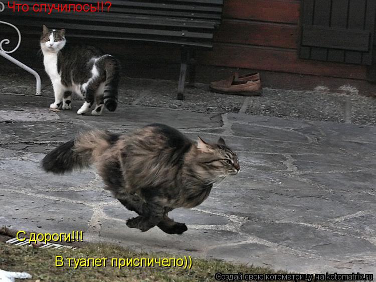 С дороги!!! Что случилось!!? В туалет приспичело))... Котоматрица: С дороги!!! Что случилось!!? В туалет приспичело))