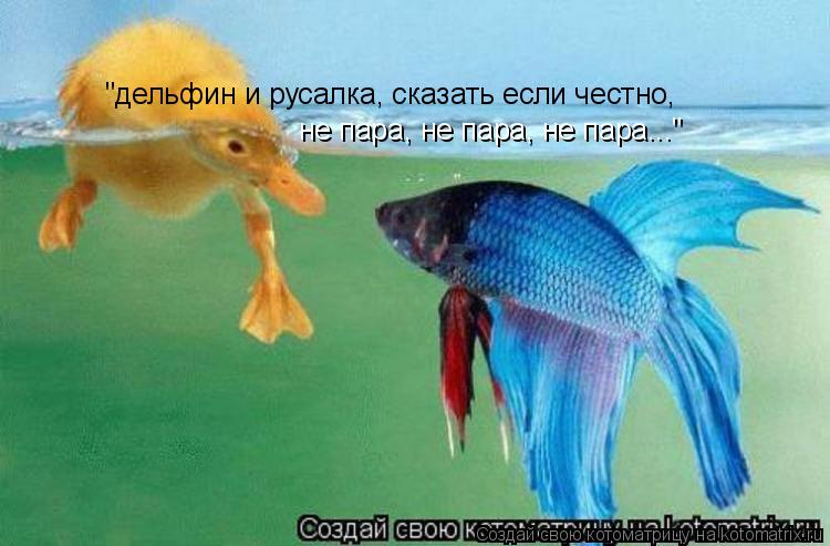 "дельфин и русалка, сказать если честно, не пара, не пара, не пара..."... Котоматрица: "дельфин и русалка, сказать если честно, не пара, не пара, не пара..."