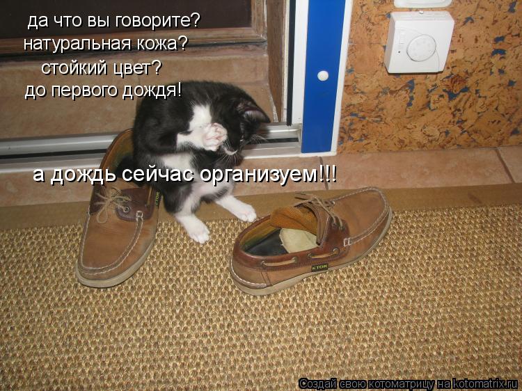 да что вы говорите? натуральная кожа? стойкий цвет? до первого дождя! а дождь сейчас организуем!!!... Котоматрица: да что вы говорите? натуральная кожа? стойкий цвет? до первого дождя! а дождь сейчас организуем!!!