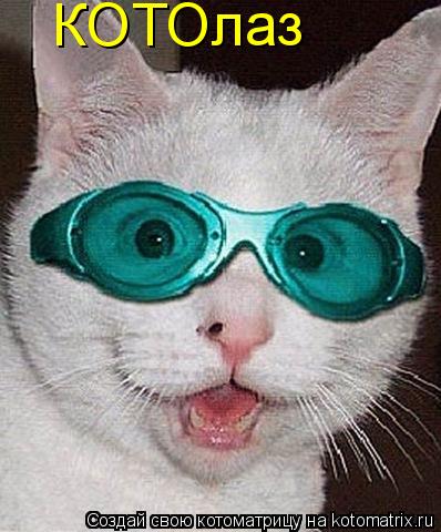 КОТОлаз... Котоматрица: КОТОлаз