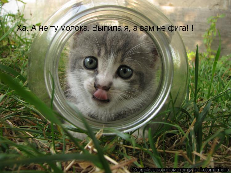 Ха. А не ту молока. Выпила я, а вам не фига!!!... Котоматрица: Ха. А не ту молока. Выпила я, а вам не фига!!!