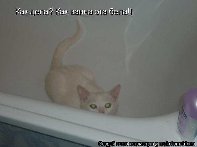 Как дела? Как ванна эта бела!!... Котоматрица: Как дела? Как ванна эта бела!!