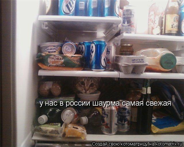 у нас в россии шаурма самая свежая... Котоматрица: у нас в россии шаурма самая свежая