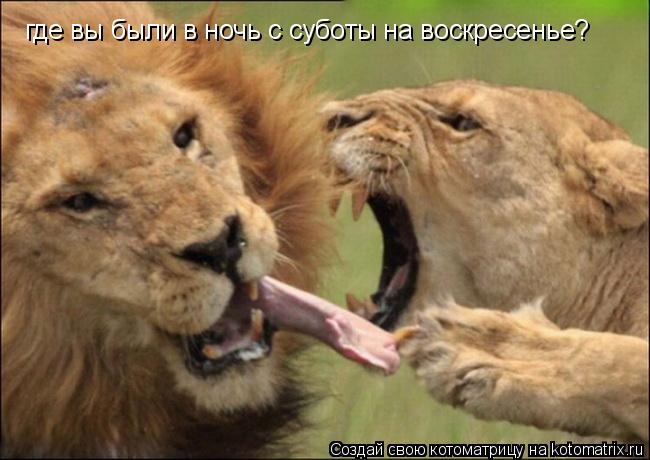 где вы были в ночь с суботы на воскресенье?... Котоматрица: где вы были в ночь с суботы на воскресенье?