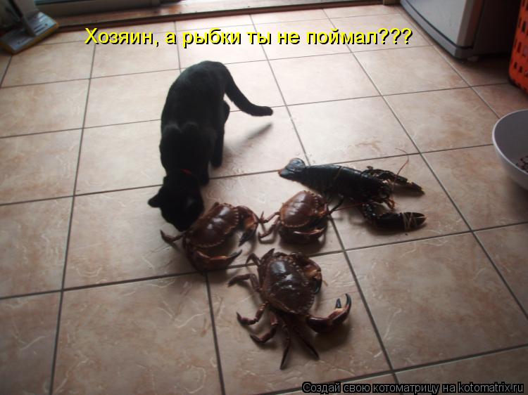 Хозяин, а рыбки ты не поймал???... Котоматрица: Хозяин, а рыбки ты не поймал???