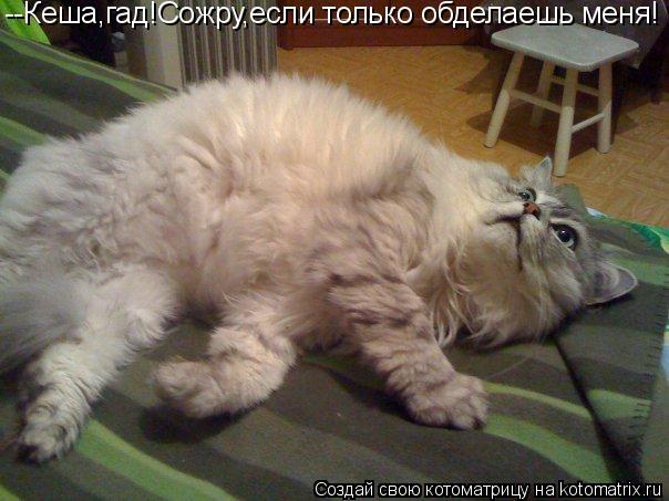 --Кеша,гад!Сожру,если только обделаешь меня!... Котоматрица: --Кеша,гад!Сожру,если только обделаешь меня!