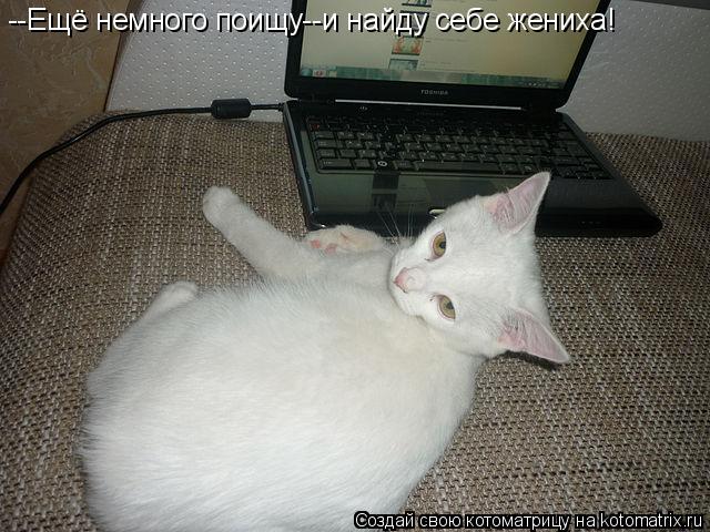 --Ещё немного поищу--и найду себе жениха!... Котоматрица: --Ещё немного поищу--и найду себе жениха!