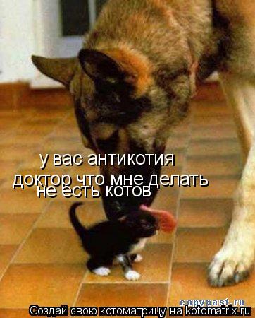 у вас антикотия доктор что мне делать не есть котов... Котоматрица: у вас антикотия доктор что мне делать не есть котов