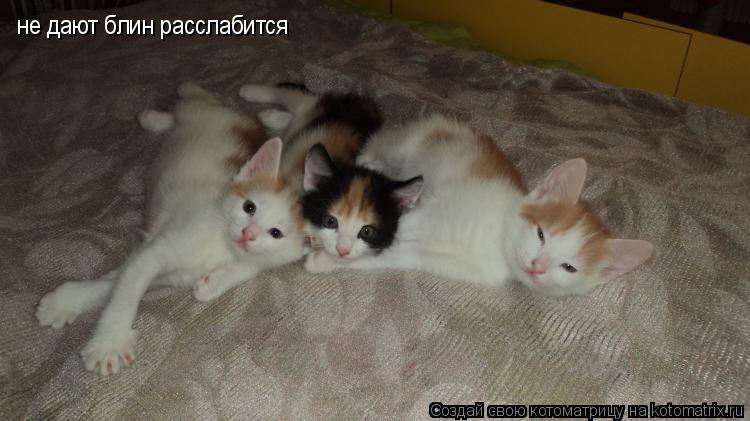 Котоматрица: не дают блин расслабится