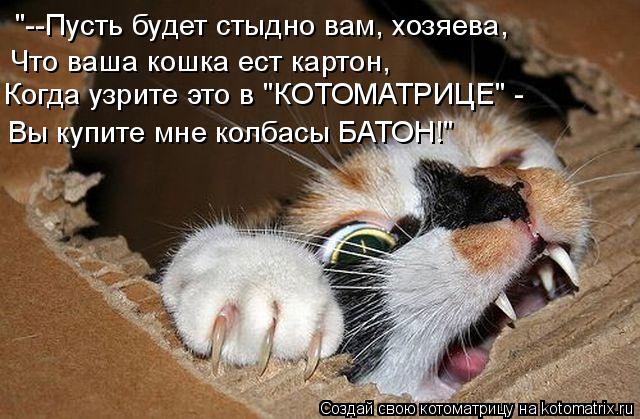 Котоматрица: Когда узрите это в "КОТОМАТРИЦЕ" -  Что ваша кошка ест картон, Вы купите мне колбасы БАТОН!" "--Пусть будет стыдно вам, хозяева,