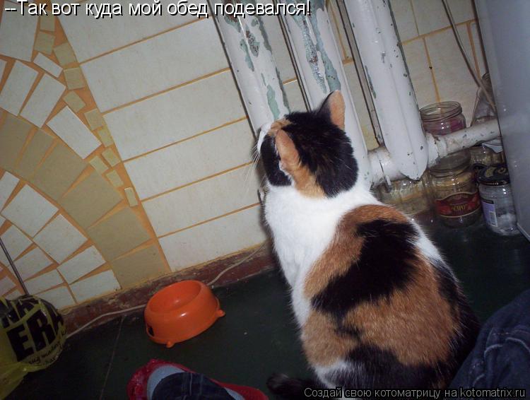 Котоматрица: --Так вот куда мой обед подевался!