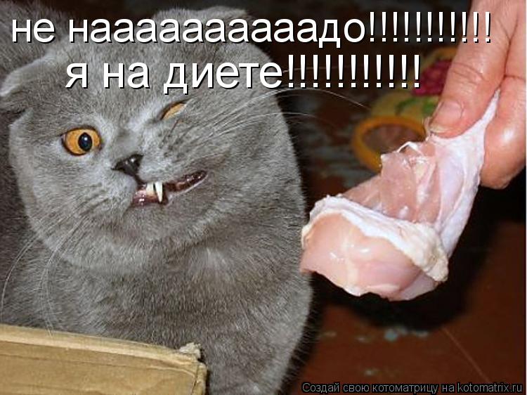Котоматрица: не наааааааааадо!!!!!!!!!!! я на диете!!!!!!!!!!!
