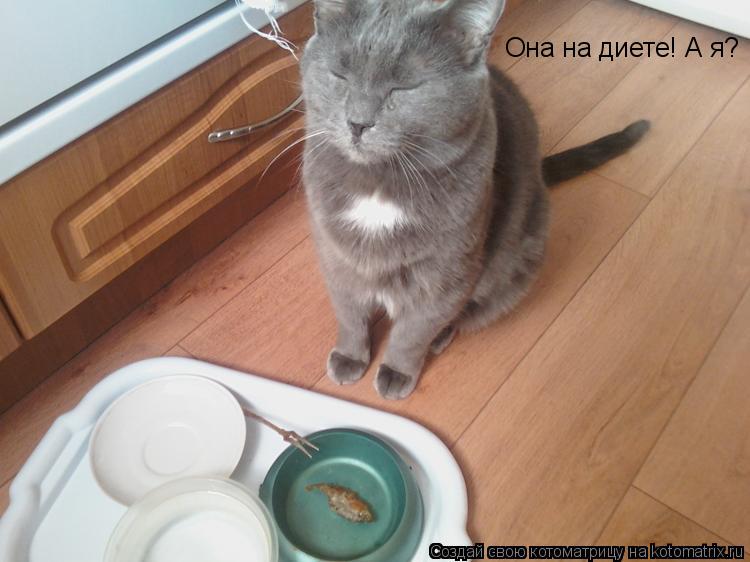 Котоматрица: Она на диете! А я?