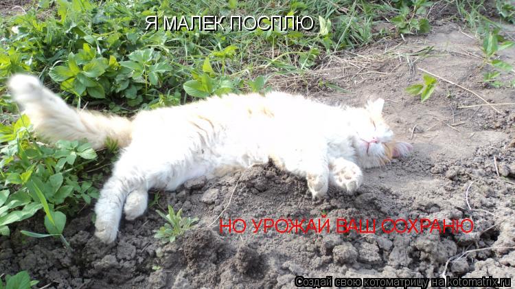 Котоматрица: Я МАЛЕК ПОСПЛЮ НО УРОЖАЙ ВАШ СОХРАНЮ