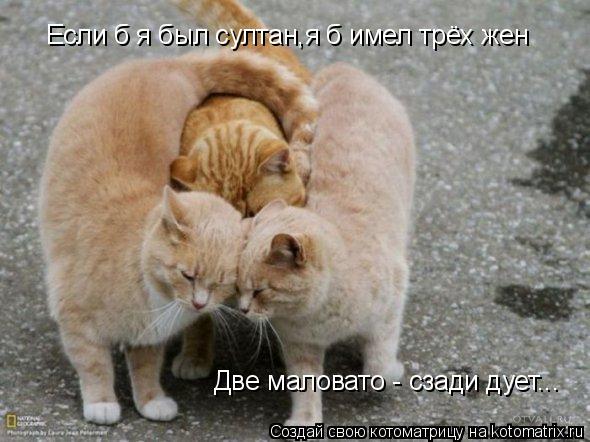 Котоматрица: Если б я был султан,я б имел трёх жен Две маловато - сзади дует...