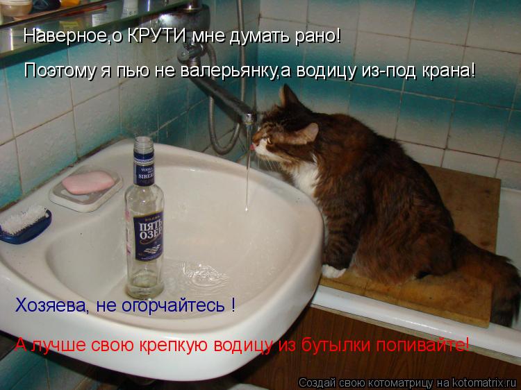 Котоматрица: Наверное,о КРУТИ мне думать рано! Поэтому я пью не валерьянку,а водицу из-под крана! Хозяева, не огорчайтесь ! А лучше свою крепкую водицу из 