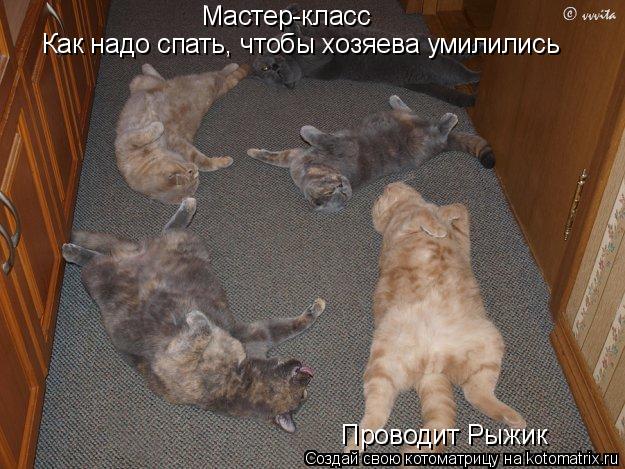 Котоматрица: Мастер-класс Как надо спать, чтобы хозяева умилились Проводит Рыжик