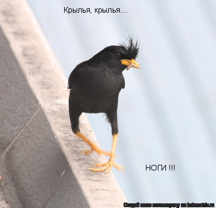 Котоматрица: Крылья, крылья.... НОГИ !!!