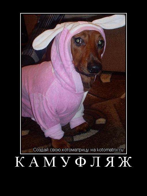 камуфляж ... Котоматрица: камуфляж
