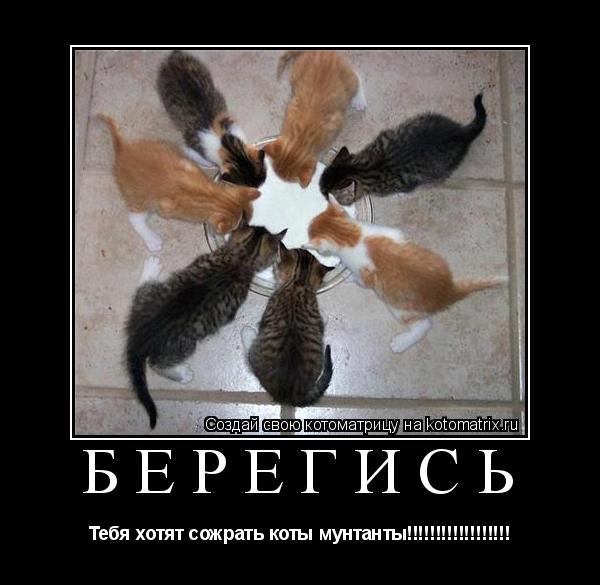 БЕРЕГИСЬ Тебя хотят сожрать коты мунтанты!!!!!!!!!!!!!!!!!!... Котоматрица: БЕРЕГИСЬ Тебя хотят сожрать коты мунтанты!!!!!!!!!!!!!!!!!!