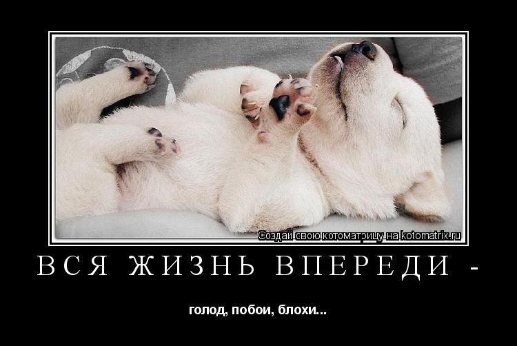 Котоматрица: Вся жизнь впереди -  голод, побои, блохи...