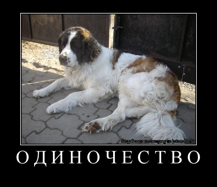 Одиночество ... Котоматрица: Одиночество