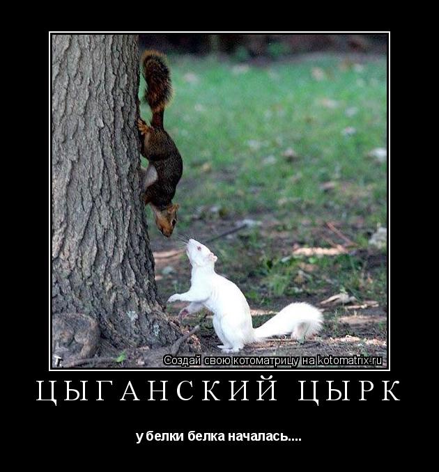 Цыганский цырк у белки белка началась....... Котоматрица: Цыганский цырк у белки белка началась....