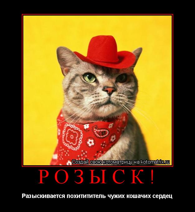 Котоматрица: РОЗЫСК! Разыскивается похитититель чужих кошачих сердец